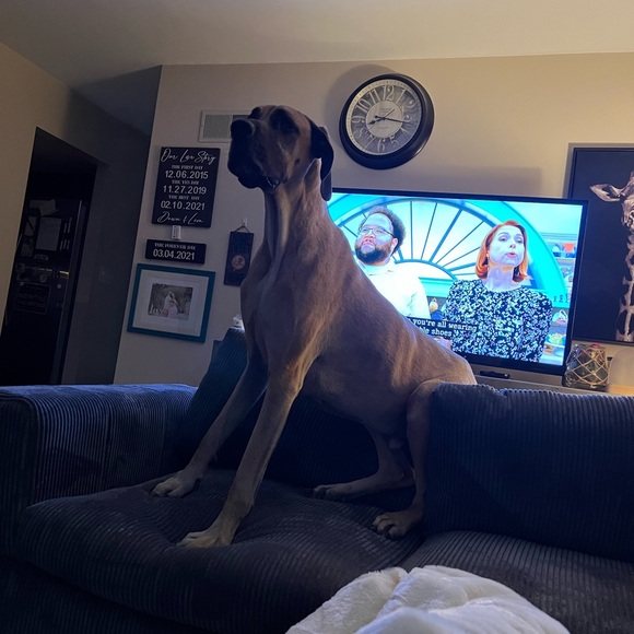 Meet your Posher, Dawn - Picture 8 of 12